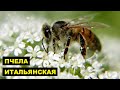 Разведение Итальянской породы пчел как бизнес идея | Пчеловодство | Итальянская пчела