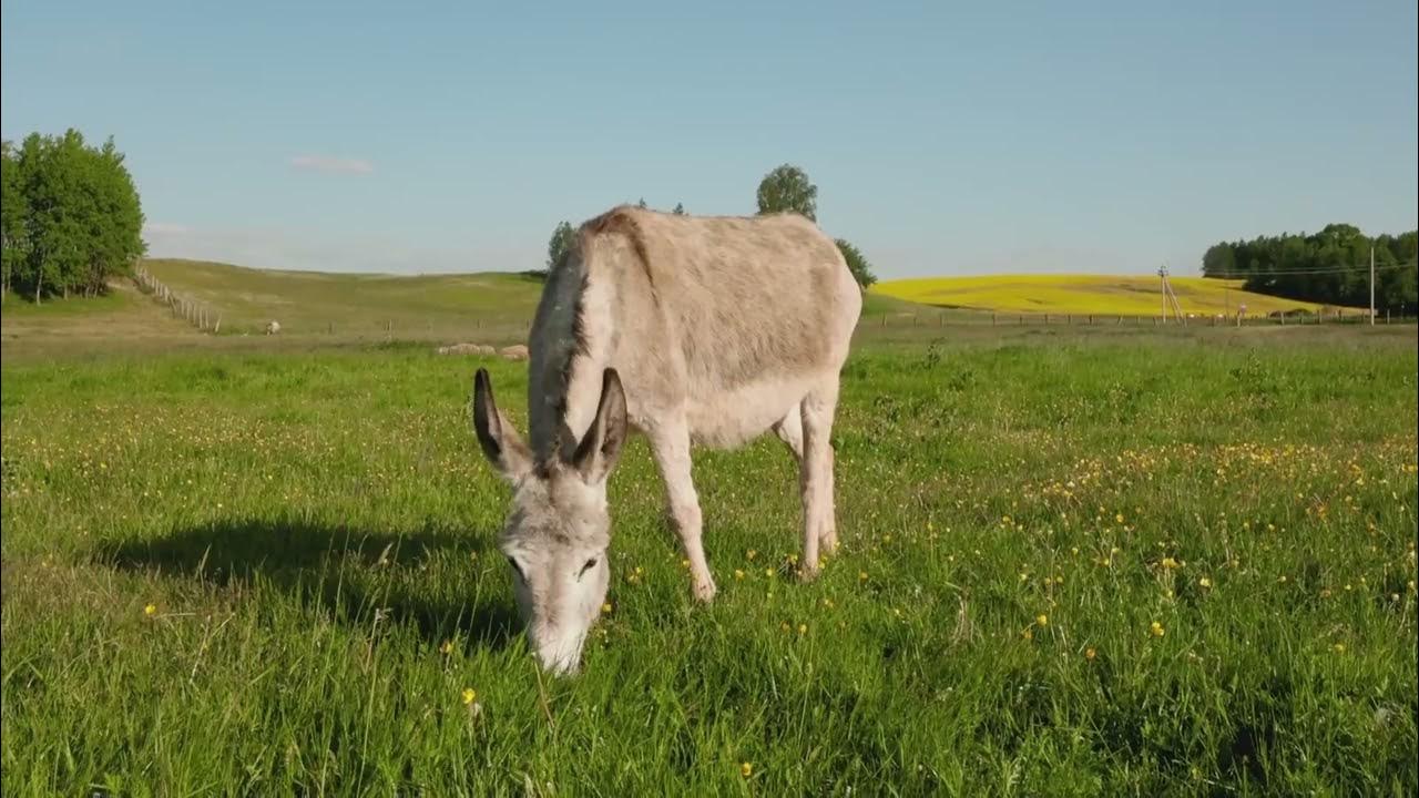Donkey Munching Grass Sound Effect YouTube donkey-munching-grass-sound-effect-youtube