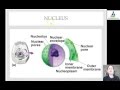 Cell Organelles: Structure and Function in the Cellular Factory