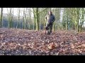 Stublach Training and Boarding Kennels - Cheshire Stublach Training and Boarding Kennels - Cheshire