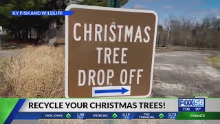Recycle your Christmas tree to help Kentucky's fish