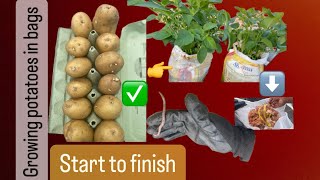 Easy and quick way growing potatoes at home!