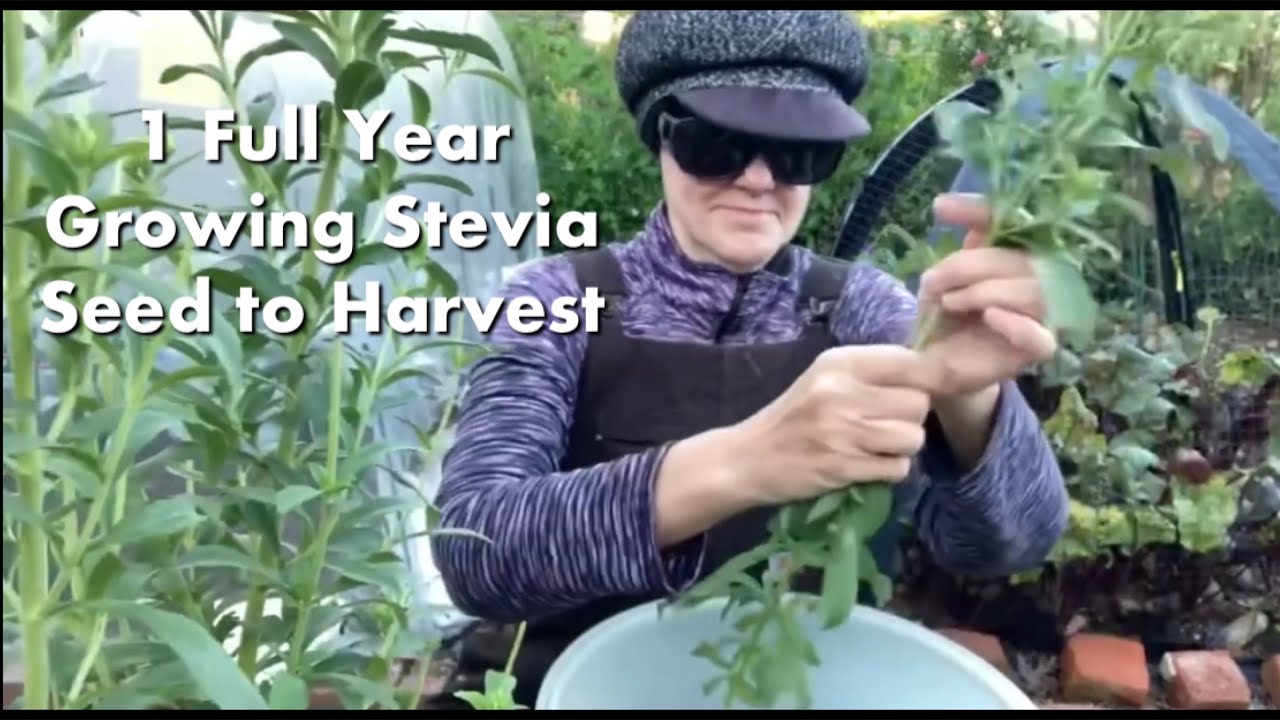 My Experience Growing Stevia Seed to Harvest in 2024 YouTube