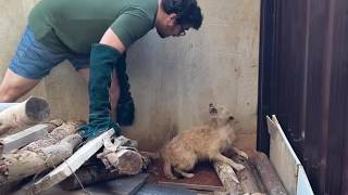 видео: Шаг за шагом страх Катарины превращается в радость, когда она обретает доверие, заботу и новую жизнь картинка: Шаг за шагом страх Катарины превращается в радость, когда она обретает доверие, заботу и новую жизнь