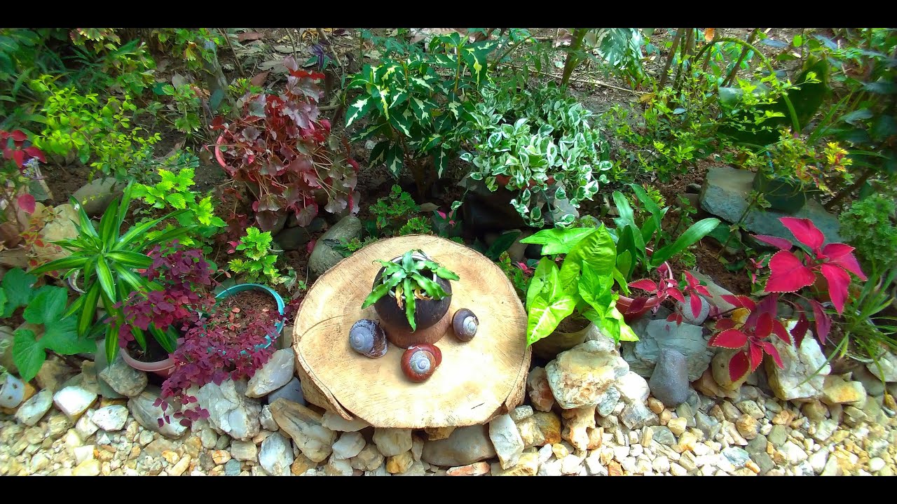 BACKYARD GARDEN LANDSCAPING - YouTube