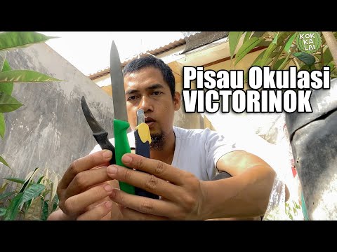 Video: Apakah Anda Tahu Semua Tentang Pisau Okulasi?