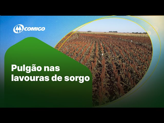 Pulgão nas lavouras de sorgo