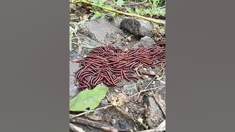 Amaizing Group of worm