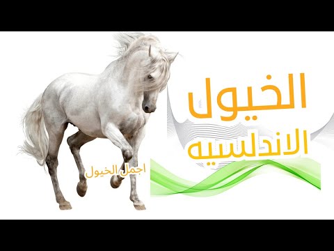 الخيول الأندلسية البربرية مزيج من الفخامة والقوة