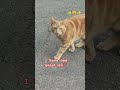 #orangecat #cutecat #orangekitten #cat #ytshorts