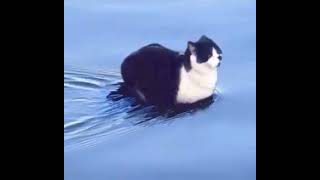 swimming cat song 1 hour