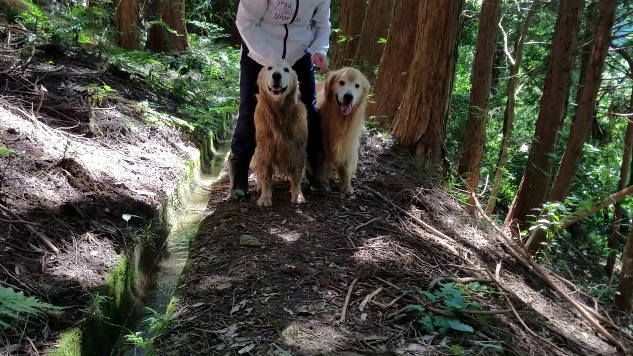 山歩き安全マップ お友達と一緒に楽しい散歩の時間、ゴールデンレトリバー。