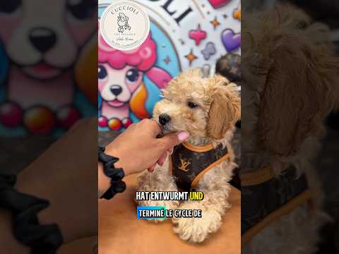 LEO — MALTIPOO TOY