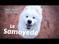 Le samoyede  tout savoir sur cette race de chien  toilettage caractre ducation