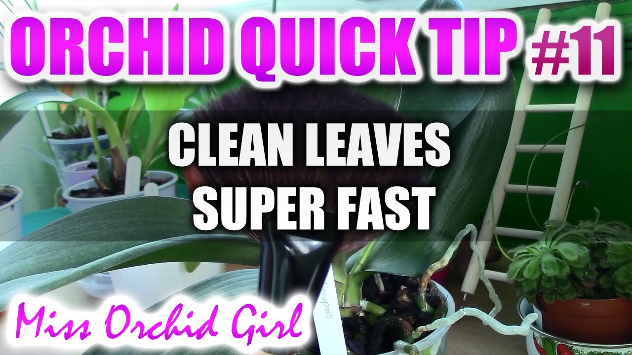Orchid Tip 11 How to clean leaves super fast YouTube