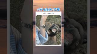 バグったロバで草 #おもしろ #お笑い #shorts #tiktok #やばい #面白い|ミューショーツ