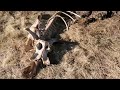 End of the line for a wild horse