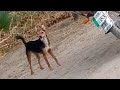 Dog Barking Sound In Village 