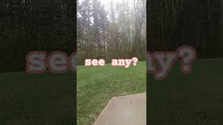 let's find some faeries #art #fall #ren #craft