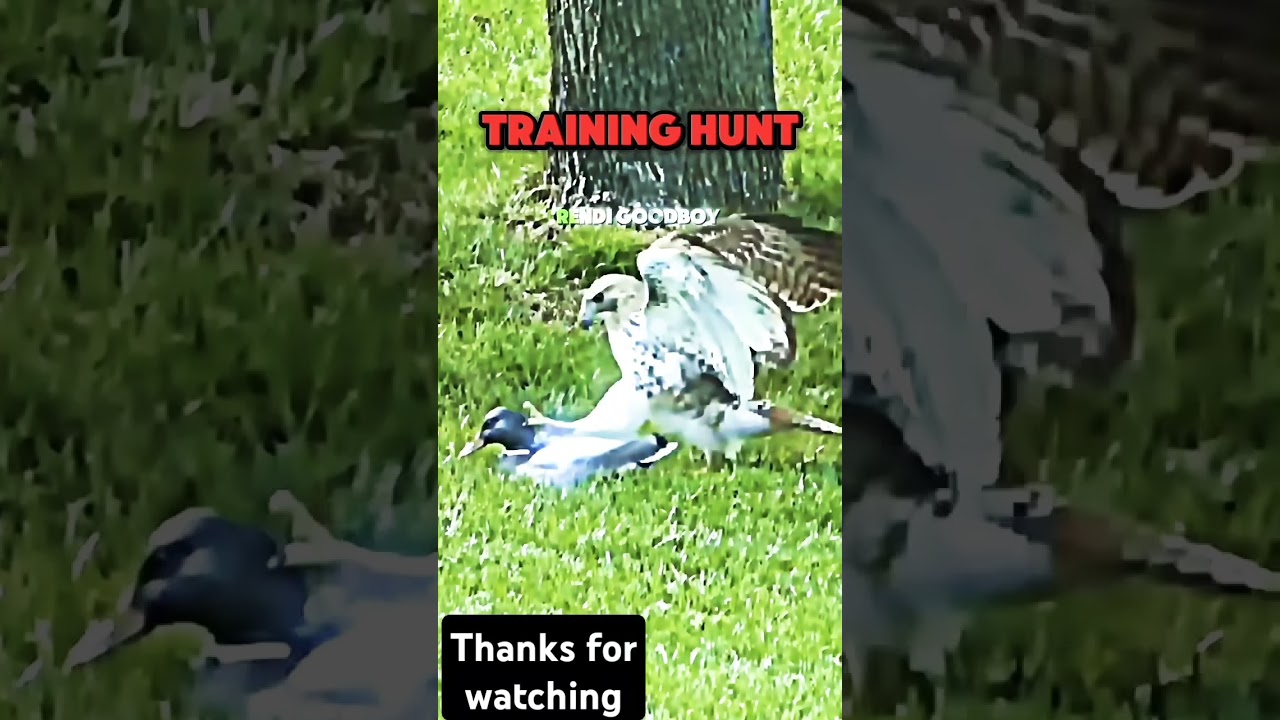 Peregrine Falcon practices hunting his prey and he huntsFalcon 