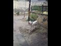 Dogo Argentino attack stranger on Owner command