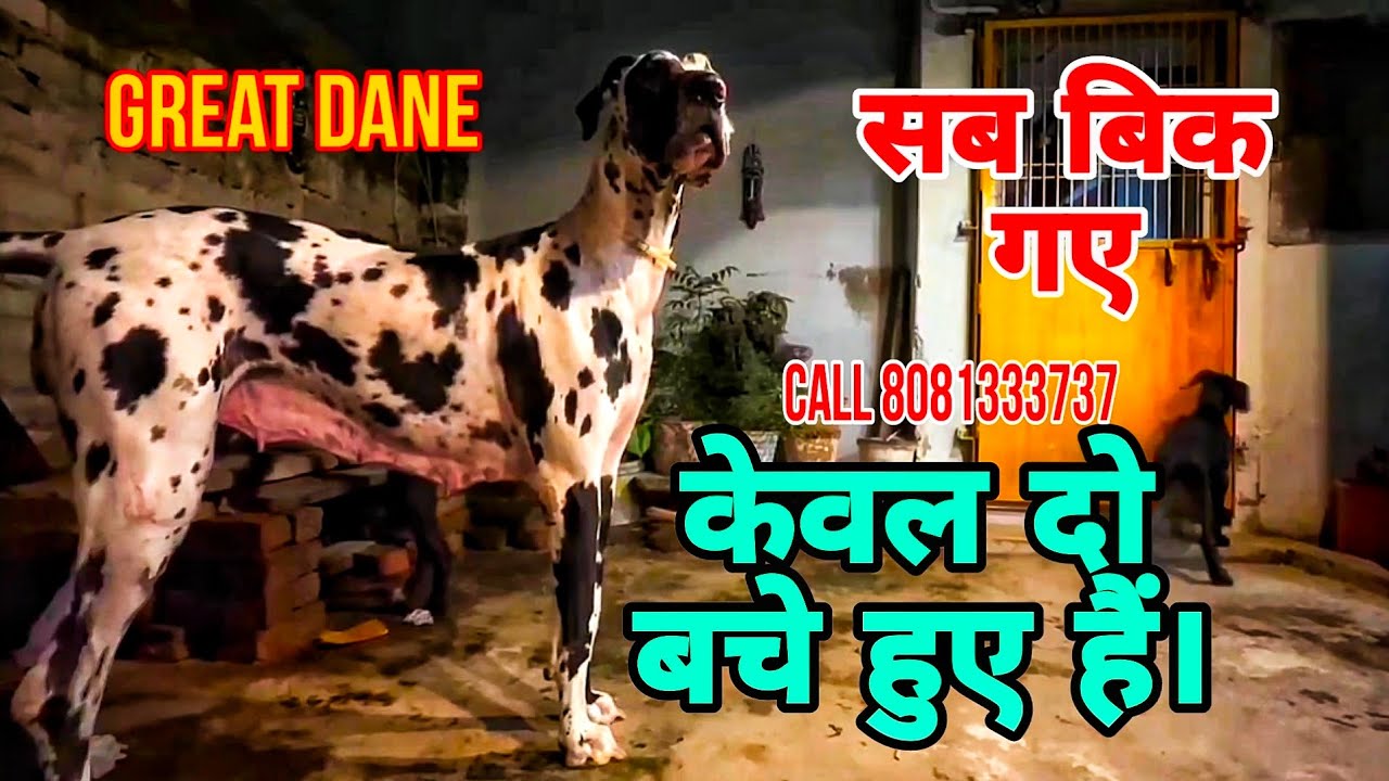 Great Dane breed puppy for sale in India #pets_icon_varanasi #dogbreed #pets #dog #doglover's #breed