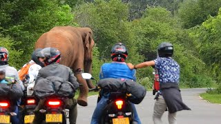 Traveling dangerously on the rampant elephant-infested road elephantattack