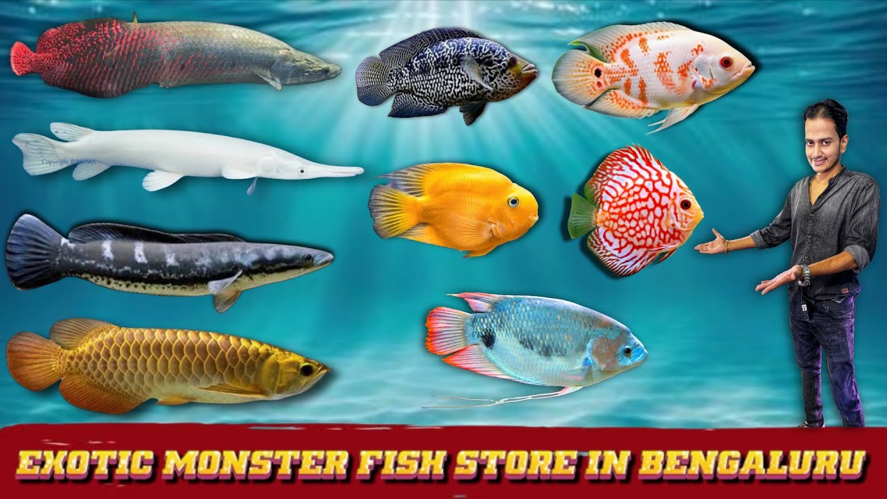 Exploring the Monster Fish Store in Bangalore 🐟 | Exotic Aquarium Fish Heaven 😱| Wow Aquatic🔥