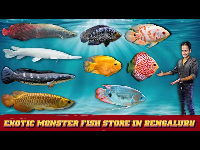 fish aquarium accessories in bangalore The Woody-like Sculpture Discover a diverse selection of