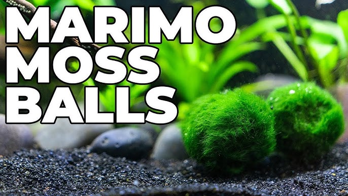 MrBrownThumb: Marimo, Japanese Moss Ball