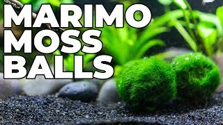 How To Care For Marimo Moss Balls And Keep Them From Turning Brown
