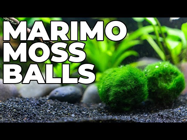 Moss ball and algae out of control, advice on how to control it