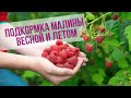 Подкормка малины весной и летом