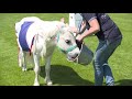 Die CHIO Aachen Pony-Prognose zur WM: Frankreich-Kroatien
