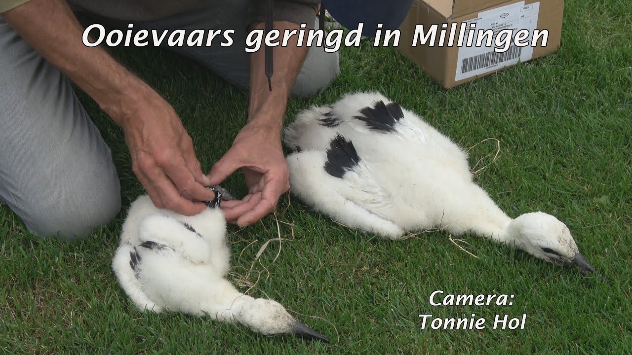 Ooievaars in Millingen geringd