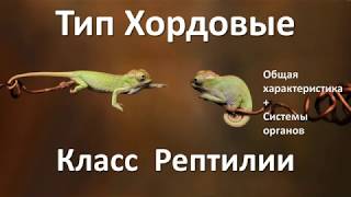 13.1 Рептилии (7 класс) - биология, подготовка к ЕГЭ и ОГЭ 2019