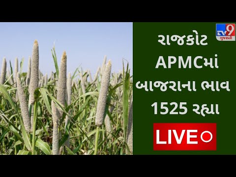 રાજકોટ APMC માં બાજરાના મહત્તમ ભાવ રૂપિયા 1525 રહ્યા, જાણો જુદા જુદા પાકના ભાવ |tv9news