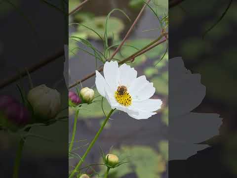 #cosmos #bee #beautiful #nature
