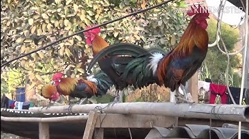 qaib dib qua zoo thiab zoo nkauj.2020