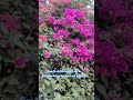 Love music song #vally of flowers 💐