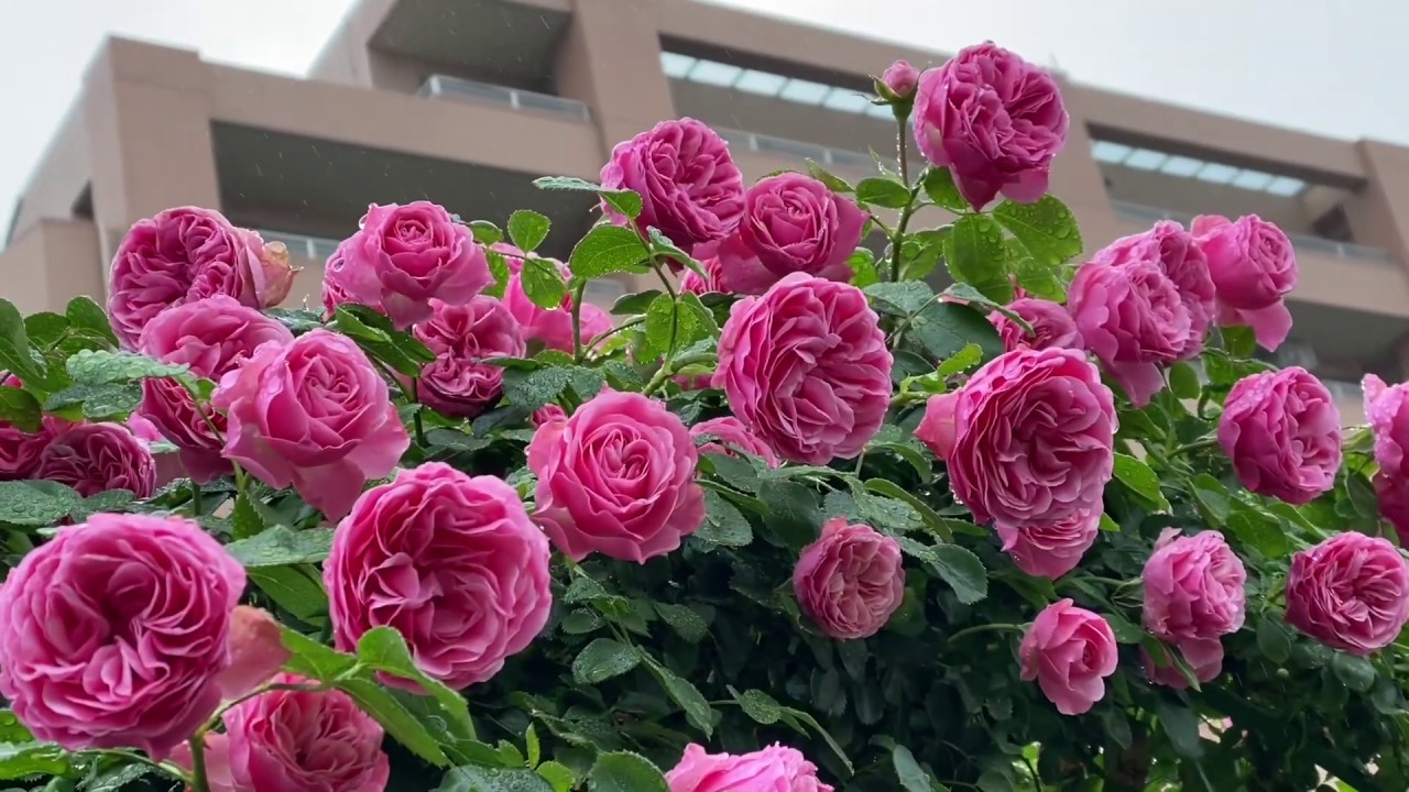 Shiuan S Rose Garden 5 21 雨中花園 Youtube
