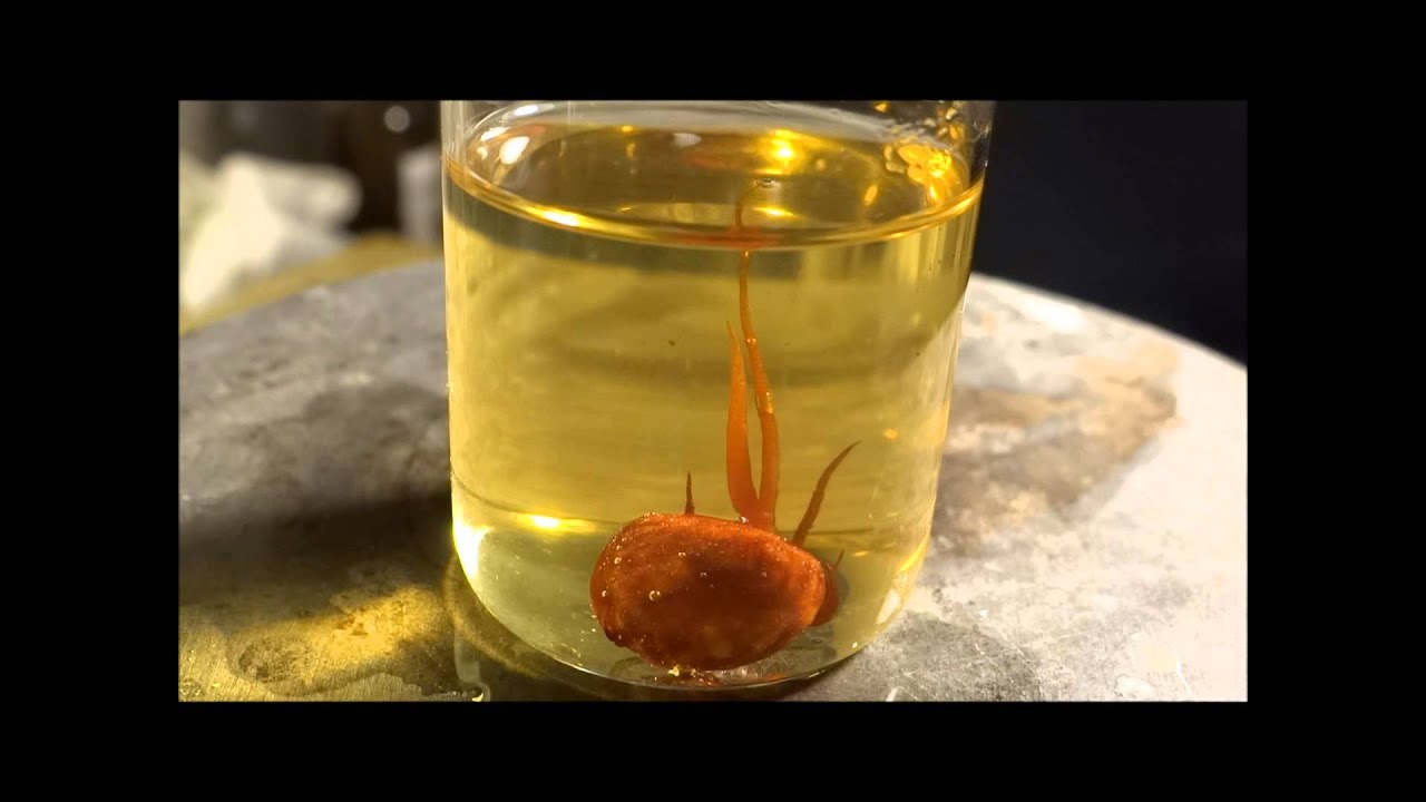 Chemical garden with Iron(III)chloride YouTube