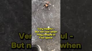 Nature Has Risks Too