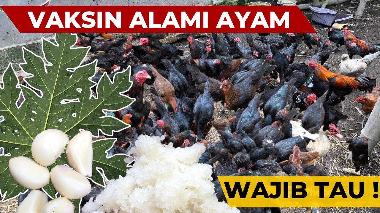 PETERNAK AYAM WAJIB TAU ‼️ CARA BUAT VAKSIN ALAMI UNTUK AYAM KAMPUNG🐔