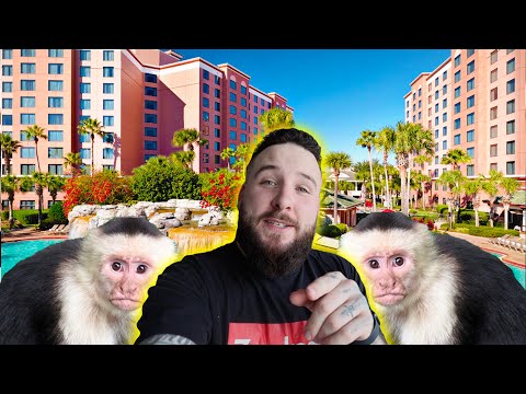 MONKEYS ON THE LOOSE AT ANIMALCON! (Sneak Peak)