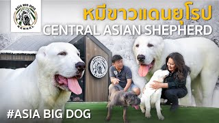 Central Aasian Shepherd #asiabigdog