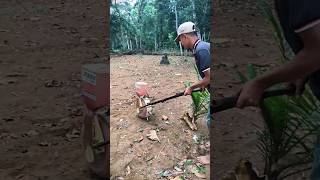 Upland Rice Or Dryland Rice superior Rice agriculture dryland Rice short