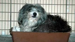 Let's Adopt!: Everything changes