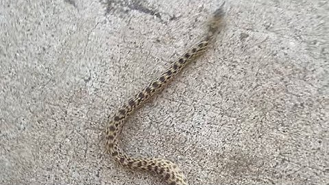 Bull snake snake eating a mouse full video