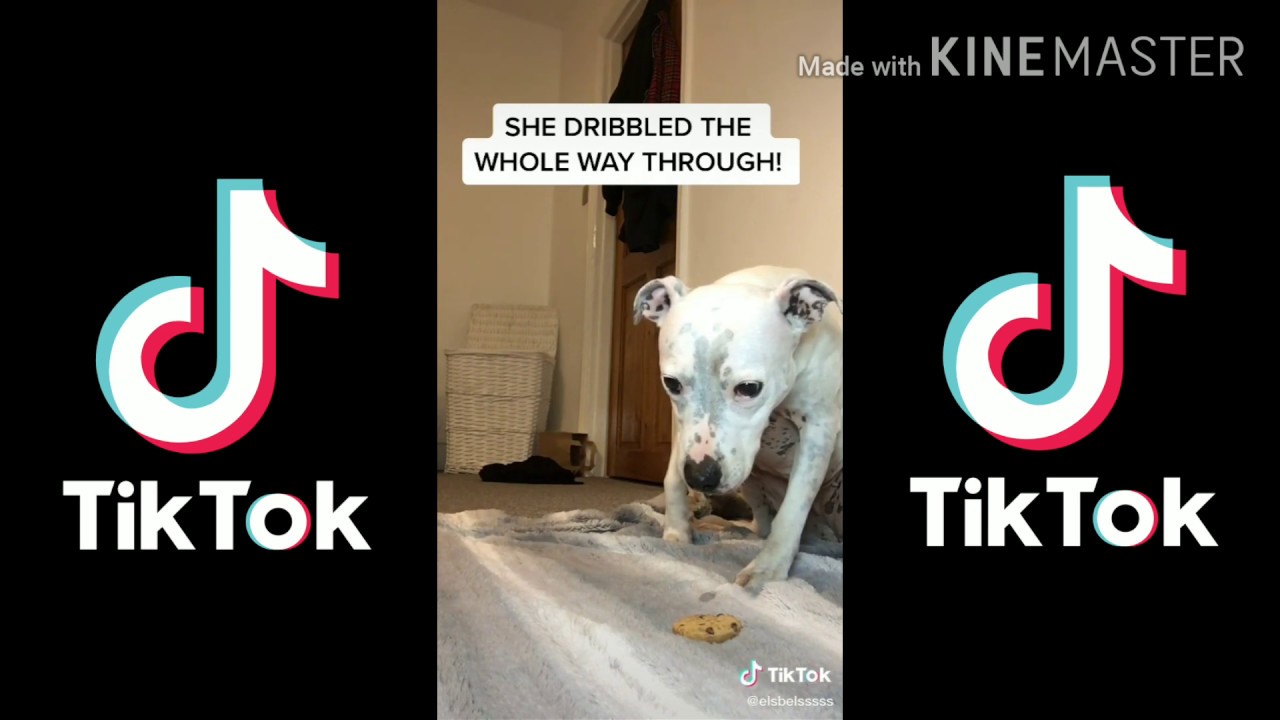 Dogs Compilation (TikTok 1) YouTube